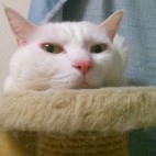 なべちょん